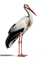 Wall Art Poster / Greeting Card / Sticker Sheet – Stork Full Cat No. 1050