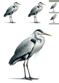 Wall Art Poster / Greeting Card / Sticker Sheet – Heron Collage Cat No. 1053