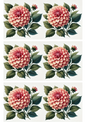 Wall Art Poster / Greeting Card / Sticker Sheet – Dahlia Flower Collage Cat. No. 2973