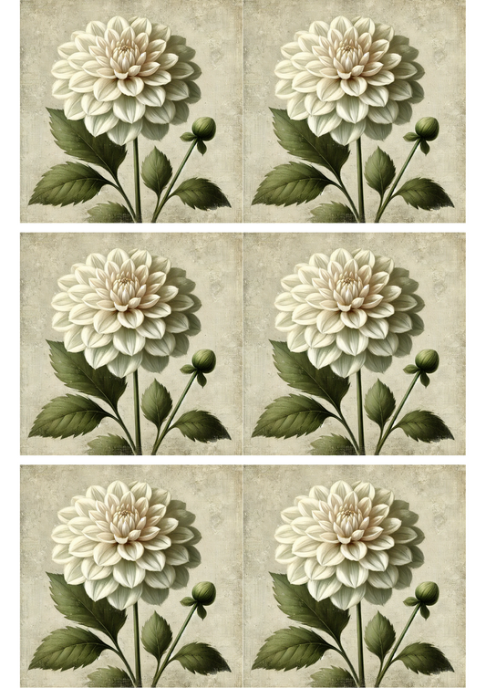 Sticker Sheet – Dahlia Flower On White Background Collage Cat. No. 2977