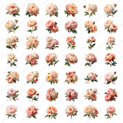 Watercolor Blush Pink Peonies Clipart Set: 36 PNG, Transparent Background Clipart(Instant Download)