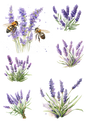 Stickerbogen – Lavendel-Mix 1 Kat.-Nr. 3070