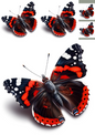 Klistremerkeark – Butterfly Admiral Collage Kat nr. 1107