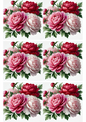 Wall Art Poster / Greeting Card / Sticker Sheet – Peonies Collage Cat. No. 2262