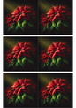 Stickerbogen – Weihnachtsstern auf schwarzem Hintergrund, Collage, Kat.-Nr. 2268