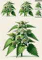 Wall Art Poster / Greeting Card / Sticker Sheet – Nettle Collage Cat. No. 1146