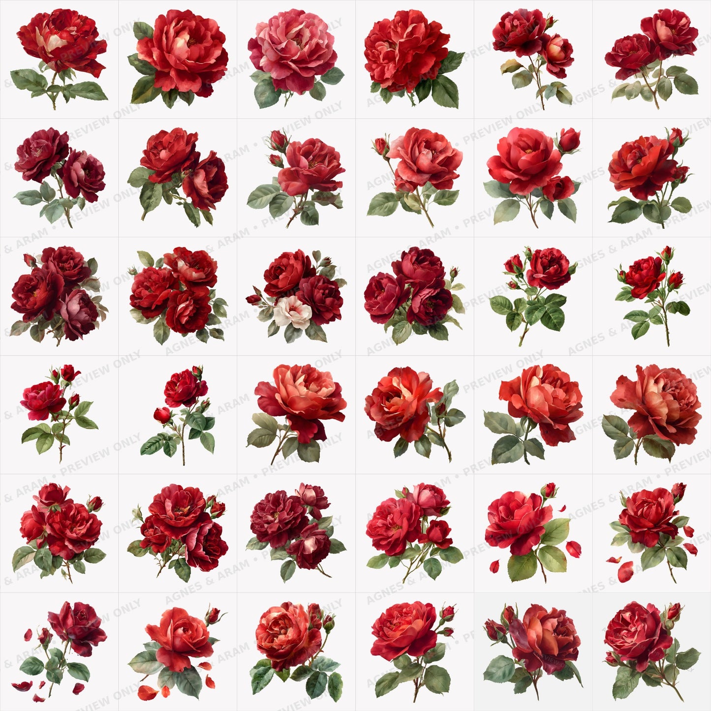 Watercolor Red Roses Clipart Set: 36 PNG, Transparent Background Clipart(Instant Download)