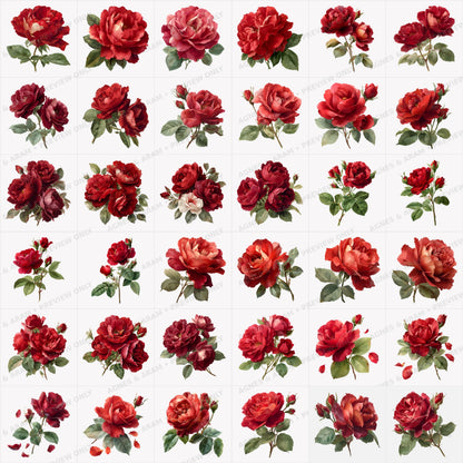 Watercolor Red Roses Clipart Set: 36 PNG, Transparent Background Clipart(Instant Download)