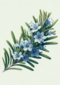 Wall Art Poster / Greeting Card / Sticker Sheet – Rosemary Full Cat. No. 1149