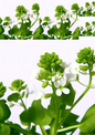 Wall Art Poster / Greeting Card / Sticker Sheet – Watercress 2 Colage Cat. No. 1152