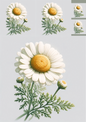Wall Art Poster / Greeting Card / Sticker Sheet – Chamomile Collage Cat. No. 1154