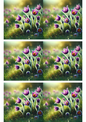 Wall Art Poster / Greeting Card / Sticker Sheet – Pasque Flowers Collage Cat. No. 3153
