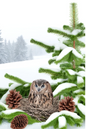 Wall Art Poster / Greeting Card / Sticker Sheet – Owl In The Nest On The Fir Tree 4 Full Cat No. 796