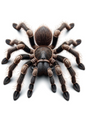 Klistremerkeark – Tarantula Full Kat. Nr. 1177