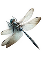 Wall Art Poster / Greeting Card / Sticker Sheet – Dragonfly Full, Cat. No. 1183