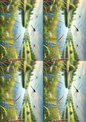 Klistremerkeark – Dragonflies 2 Collage Kat. nr. 2645